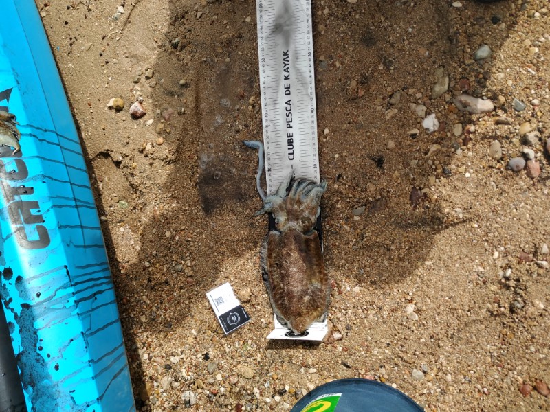 Fish Measure Picture